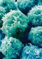 London Stem Cell Network Symposium Cover Image