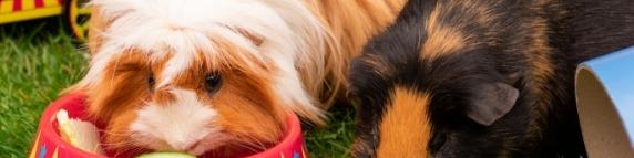 London Pet Show Live